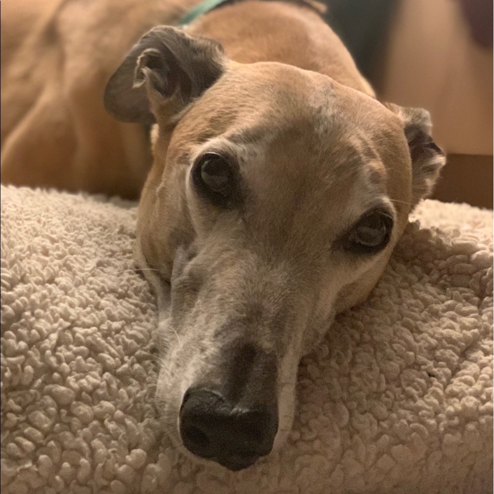 Meet your Posher, Grant